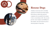 500104-national-rescue-dog-day-09