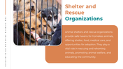 500181-international-homeless-animals-day-11