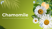 500692-chamomile-01