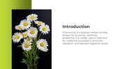 500692-chamomile-02