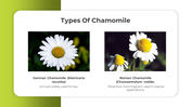 500692-chamomile-04