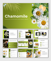 Chamomile presentation cover slides showcasing chamomile flowers, green leaves, and water droplets on a green background.