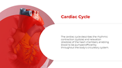 500801-cardiovascular-system-07