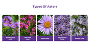 500853-aster-05