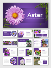 Attractive Aster PowerPoint And Google Slides Templates