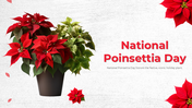 500983-national-poinsettia-day-01