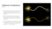 Myelinated neuron transmitting action potentials diagram illustrating saltatory conduction and its significance for senses.