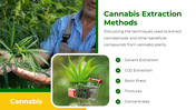 700183-free-cannabis-ppt-template-08