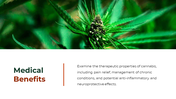 700186-cannabis-powerpoint-template-free-03