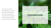 700186-cannabis-powerpoint-template-free-04