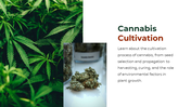 700186-cannabis-powerpoint-template-free-05