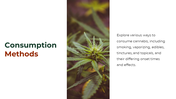 700186-cannabis-powerpoint-template-free-06