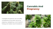 700186-cannabis-powerpoint-template-free-15