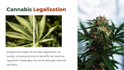 700186-cannabis-powerpoint-template-free-19