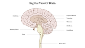 Sagittal view of the human brain with labels identifying key structures like the cerebrum, cerebellum, and brain stem.