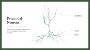 Illustration of a pyramidal neuron with three labeled parts on a white background with green border.