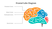 701921-frontal-lobe-diagram-04