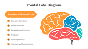 701921-frontal-lobe-diagram-06