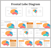 Set of slides featuring the frontal lobe of the brain, in orange highlights, with various labels, and descriptions.