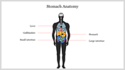 Editable Stomach Anatomy PowerPoint Presentation Template