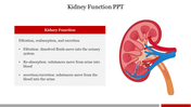 A slide showing a detailed kidney diagram alongside a text box explaining filtration, reabsorption, and excretion processes.