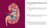 Diagram showing the anatomy of a kidney paired with bullet points explaining chronic kidney disease and its progression.