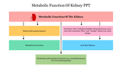 Flowchart slide illustrating the metabolic functions of the kidney from fluid balance to excretion in multi colour boxes.