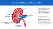 A slide showing a labeled diagram of the kidney, including parts with descriptive functions.