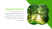 703579-forest-google-slides-template-03