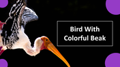 703865-bird-with-colorful-beak-01