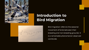 703870-bird-migration-ppt-presentation-02