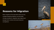 703870-bird-migration-ppt-presentation-03