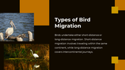 703870-bird-migration-ppt-presentation-04