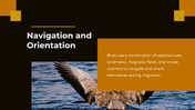 703870-bird-migration-ppt-presentation-05