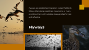 703870-bird-migration-ppt-presentation-06