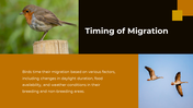 703870-bird-migration-ppt-presentation-07