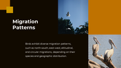 703870-bird-migration-ppt-presentation-08