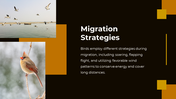 703870-bird-migration-ppt-presentation-09