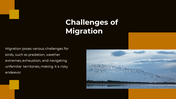 703870-bird-migration-ppt-presentation-10