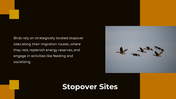 703870-bird-migration-ppt-presentation-11