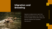 703870-bird-migration-ppt-presentation-12