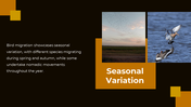 703870-bird-migration-ppt-presentation-13