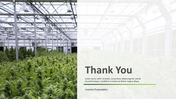 704705-cannabis-company-investor-pitch-deck-24