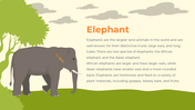 78127-animals-ppt-free-download-04