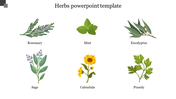 Six distinct herbs illustrated with names underneath, including rosemary, mint, eucalyptus, sage, calendula, and parsley.