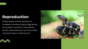 79442-snake-powerpoint-template-08