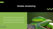 79442-snake-powerpoint-template-14