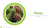 79518-pinus-powerpoint-template-01