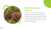 79518-pinus-powerpoint-template-03