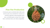 79518-pinus-powerpoint-template-06